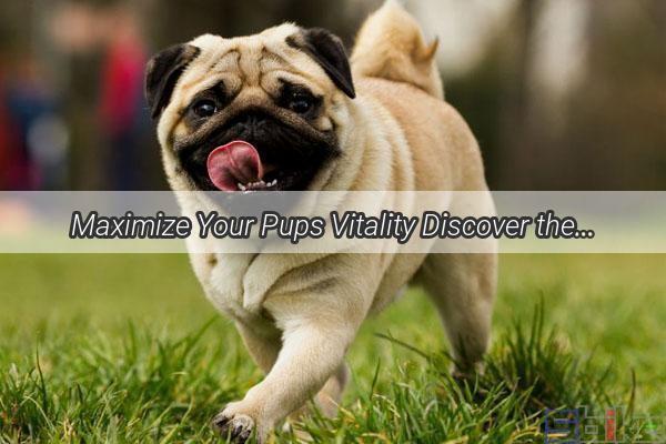 Maximize Your Pups Vitality Discover the Perfect Dosage of Dog Nutrition Cream